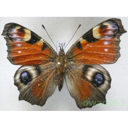 Aglais io (Linnaeus, 1758) Poland26f